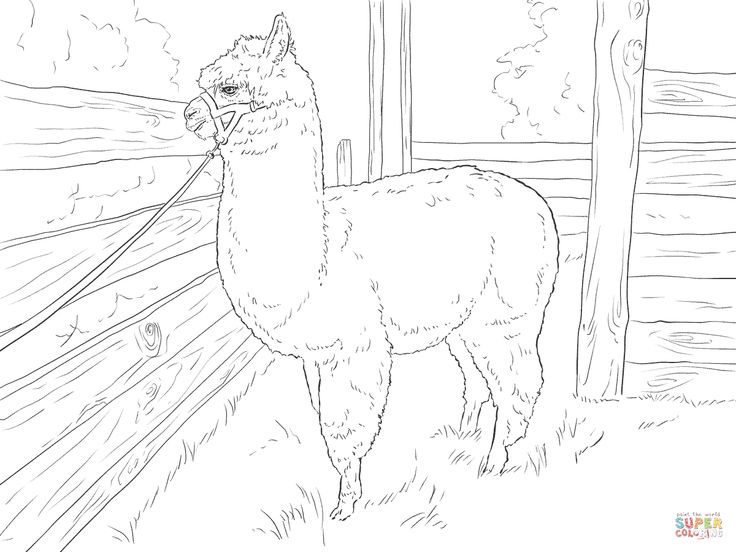 Realistic alpaca coloring page free printable coloring pages farm animal coloring pages alpaca drawing animal coloring pages