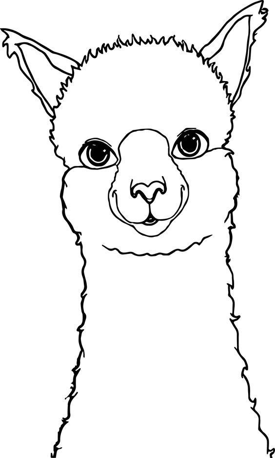 Alpaca drawing coloring page alpaca drawing animal coloring pages llama drawing