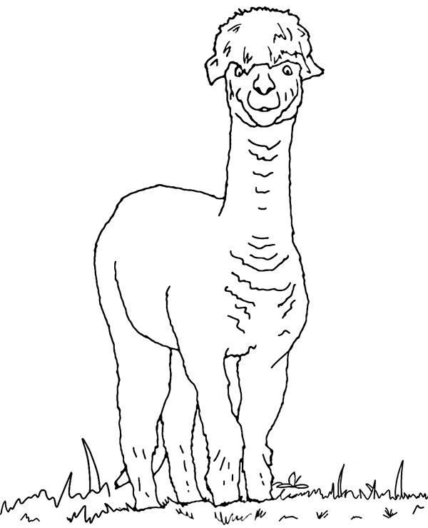 Alpaca coloring page llama