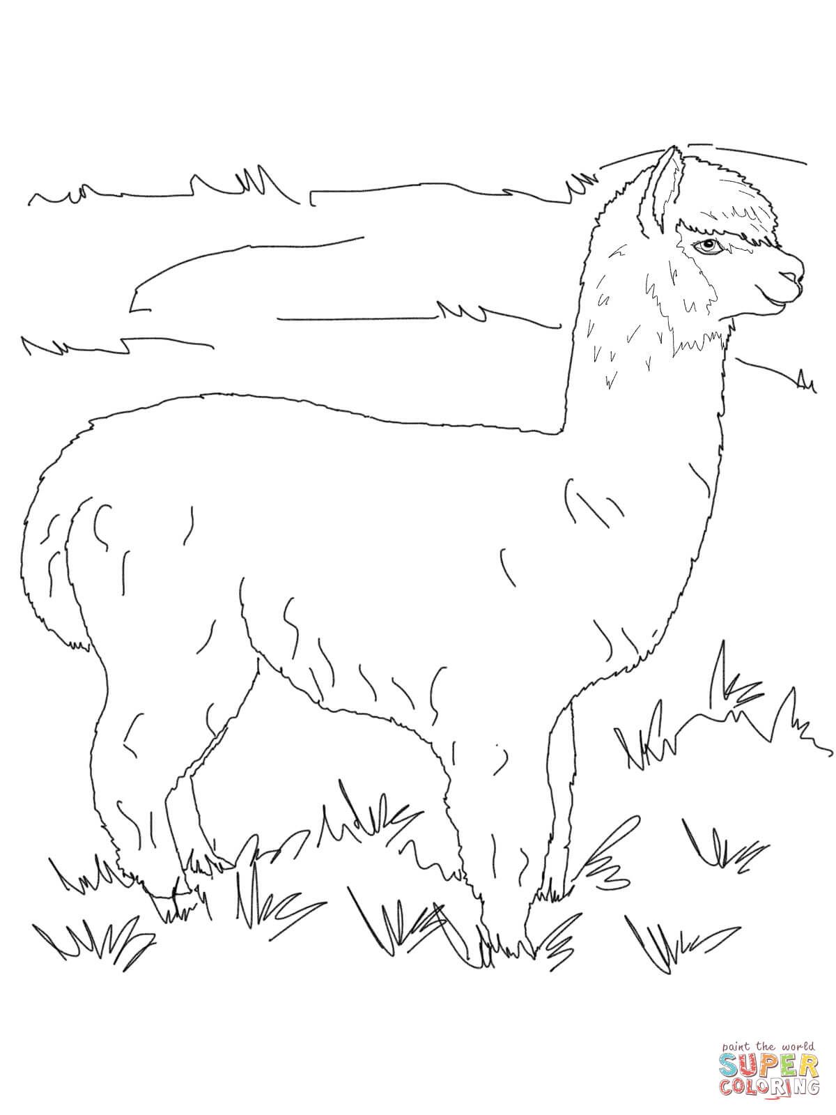 Draw an alpaca coloring pages coloring books cute alpaca