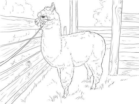 Realistic alpaca coloring page free printable coloring pages