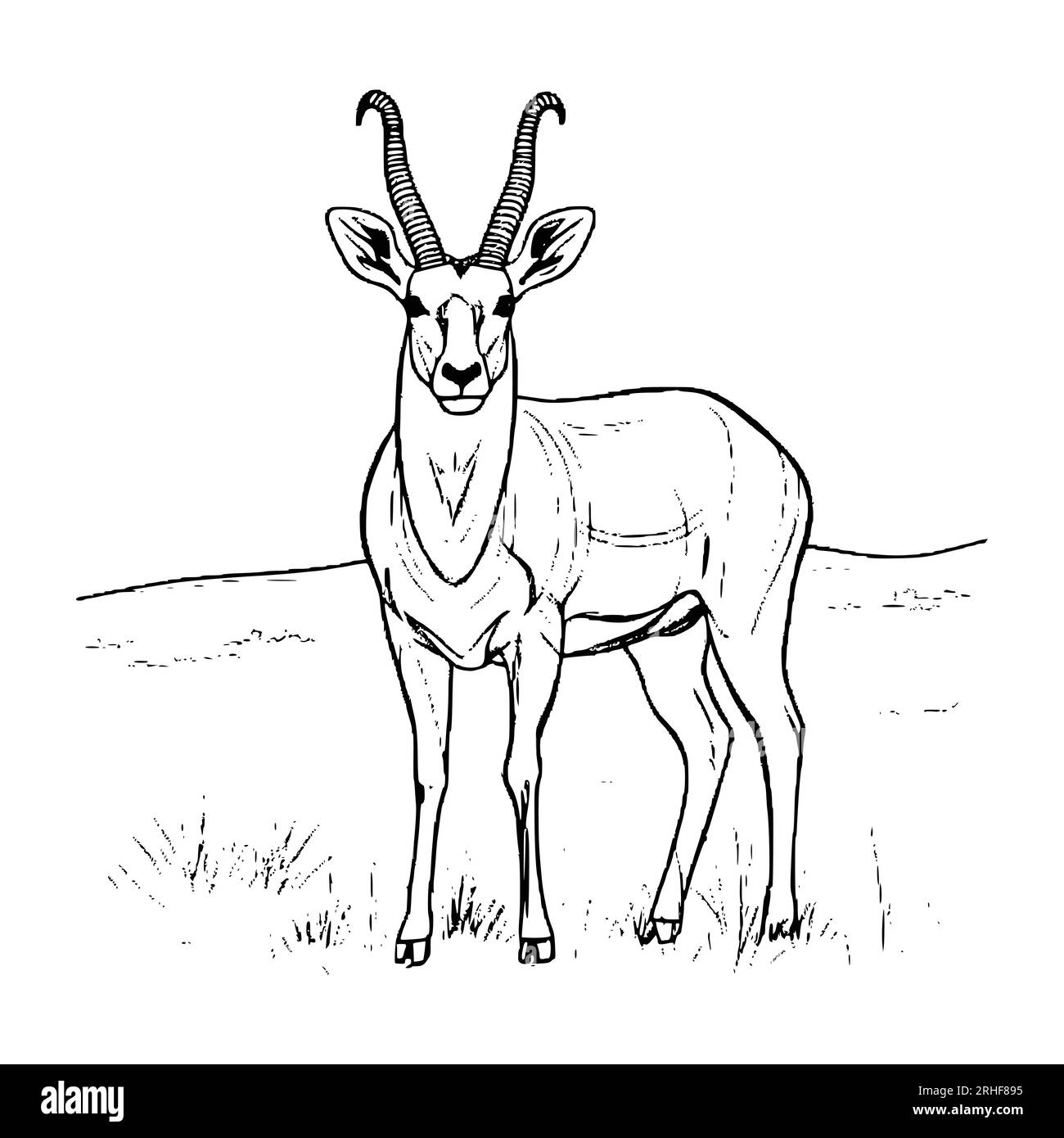 Antelope coloring pages for kids stock vector image art