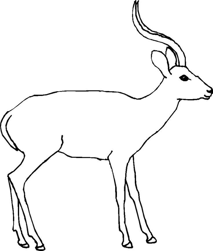 Antelope free printable free printable coloring pages coloring pages cool coloring pages