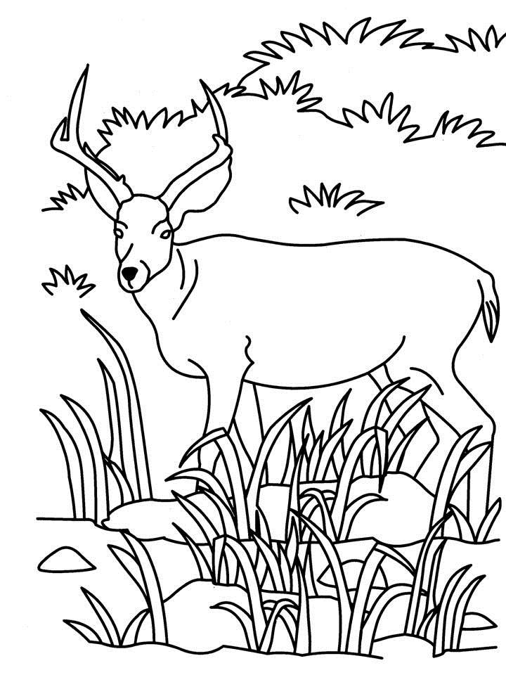 Antelope coloring printable page