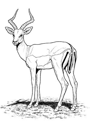 Antelope coloring pages african animals animal templates impala animal