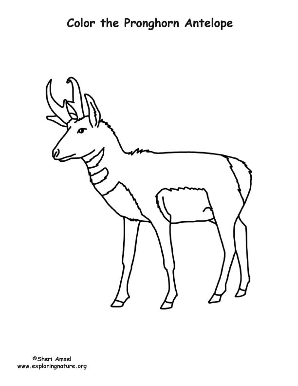 Pronghorn antelope coloring page