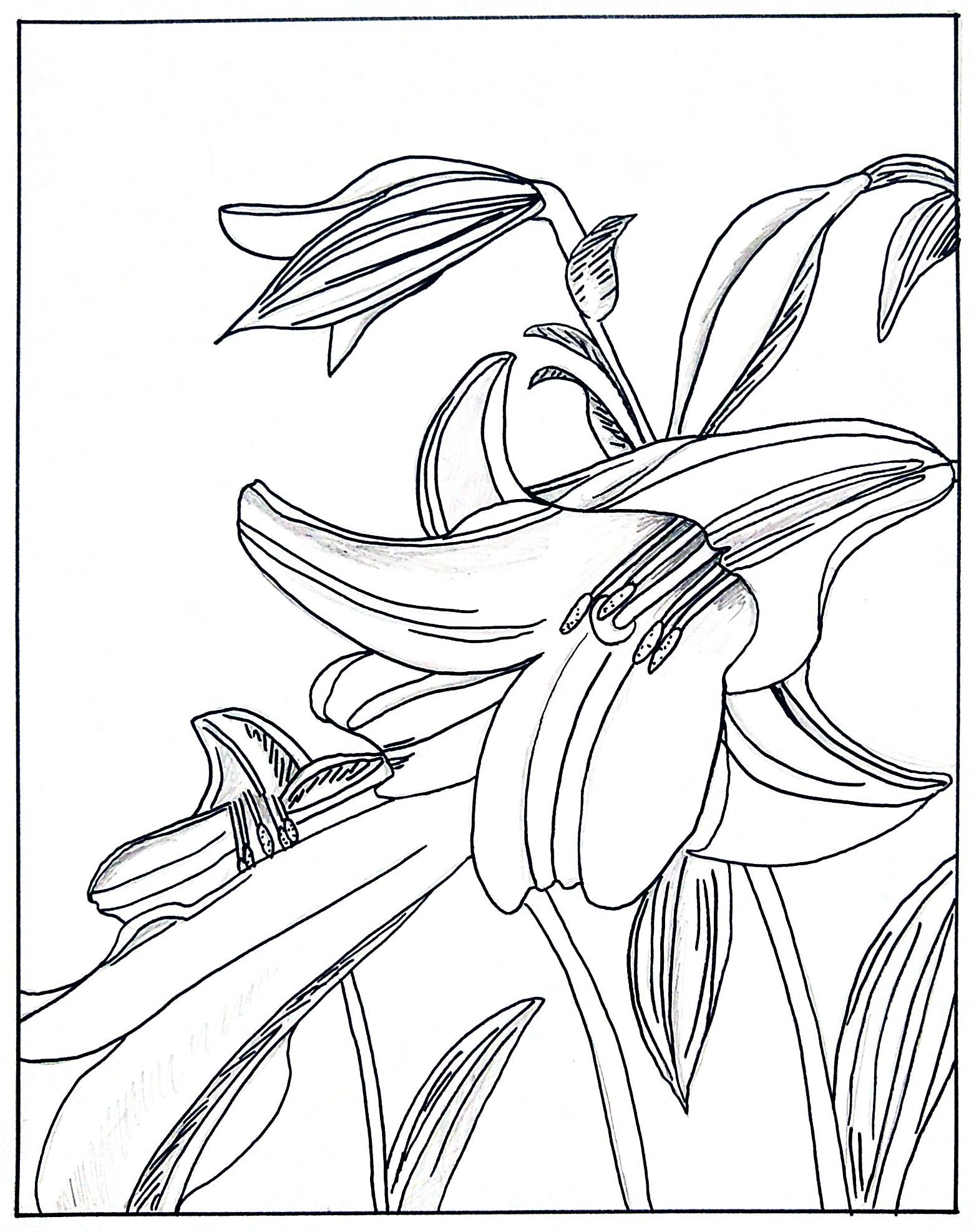 Lily coloring page