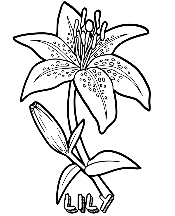 Quality lily flower coloring sheet