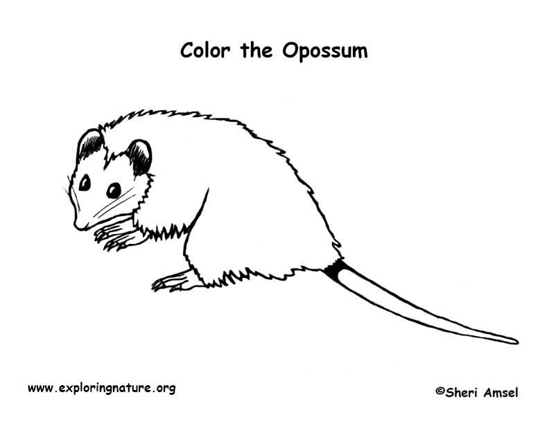 Opossum coloring page