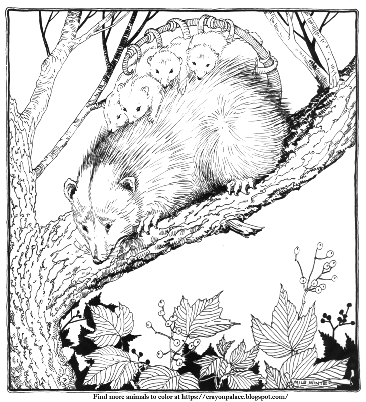 Crayon palace a coloring page of an opossum mother