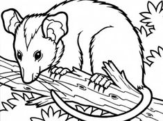 Possum coloring page ideas possum coloring pages coloring pictures