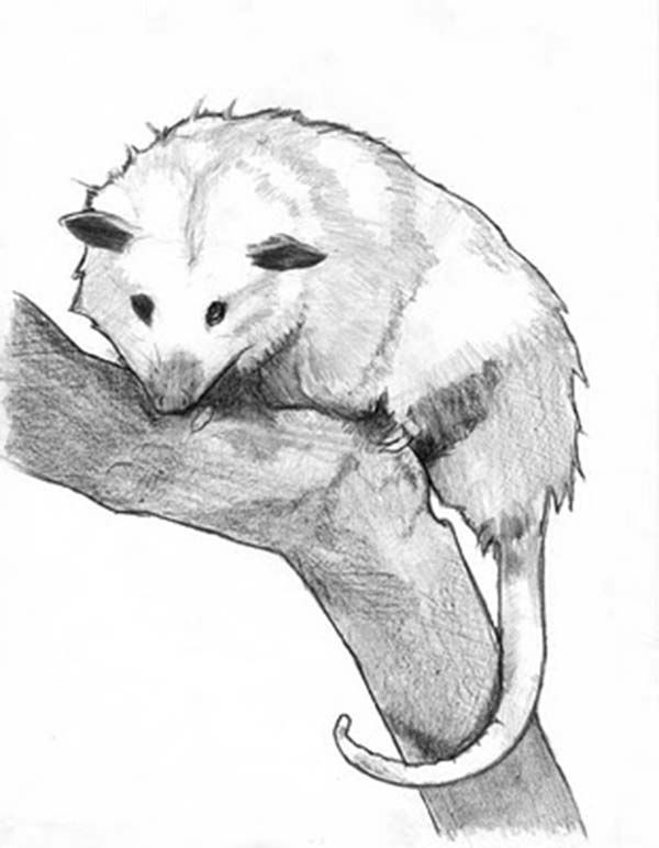 Possum sketch coloring page color luna opossum realistic animal drawings possum