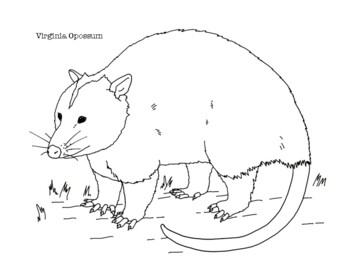 Virginia opossum coloring page by mama draw it tpt