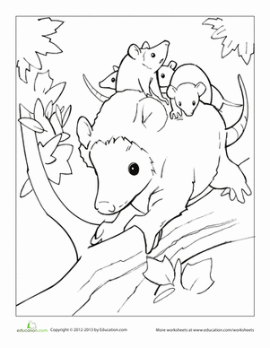 Opossum worksheet education coloring pages opossum opossum craft