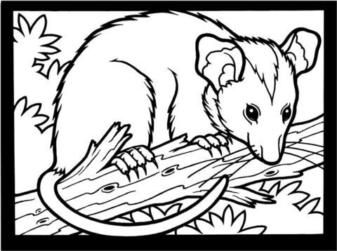 Opossum coloring page free printable coloring pages