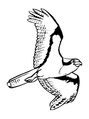 Soaring osprey coloring page free printable coloring pages