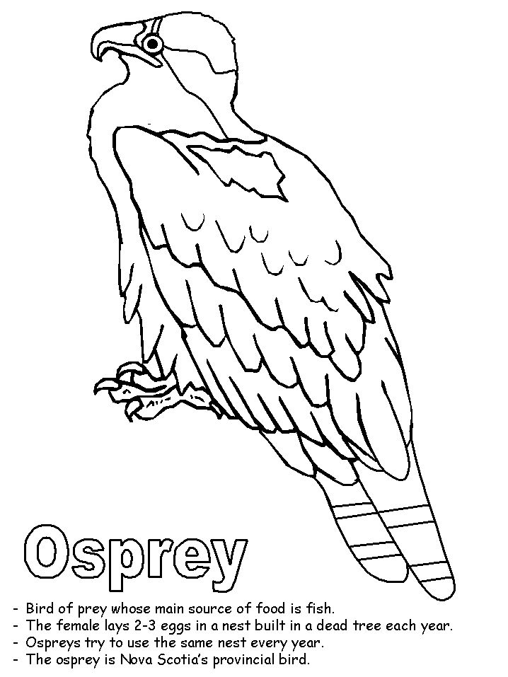 Osprey coloring page coloring pages bird coloring pages owl coloring pages