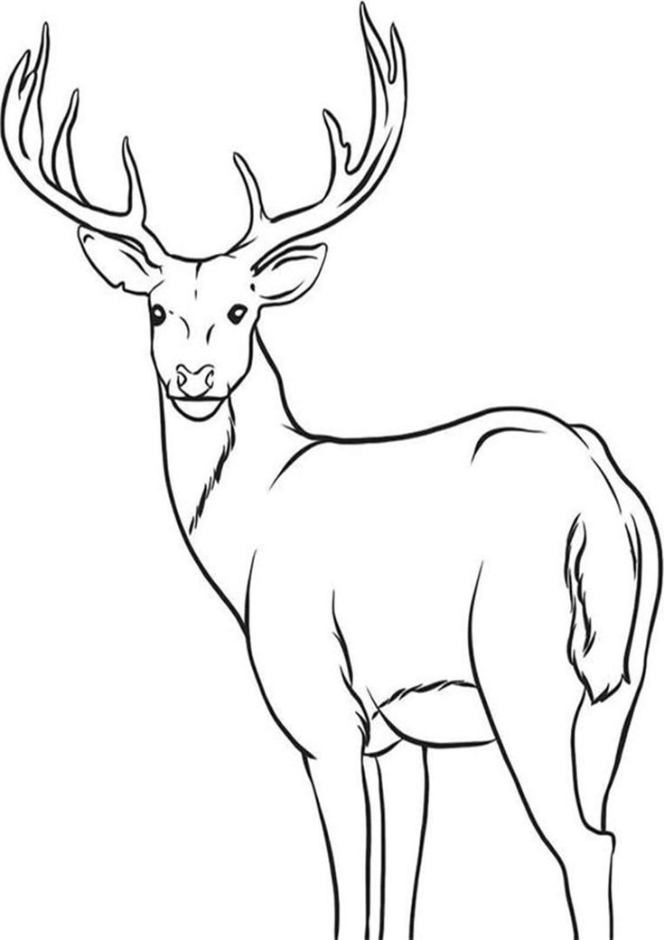 Free easy to print deer coloring pages deer coloring pages deer drawing male deer