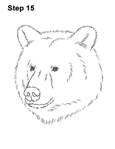 Draw a bear head bear face drawing bear sketch bear drawing