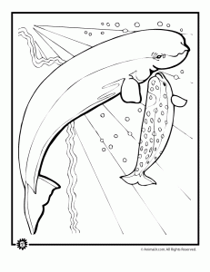 Whale coloring pages animal jr