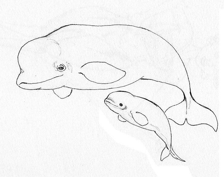 Beluga whales whale coloring pages whale drawing whale art