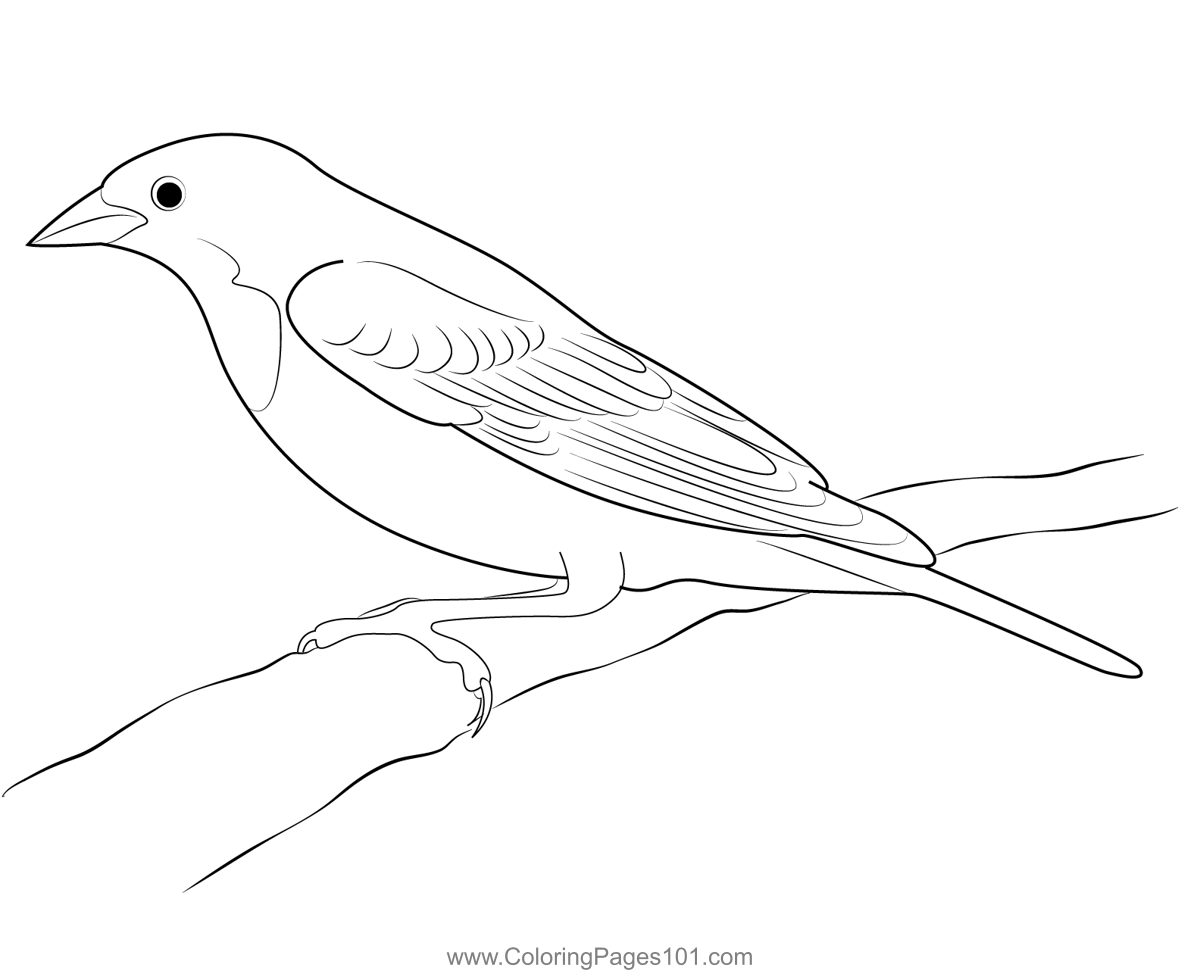 Yellow headed blackbird coloring page for kids