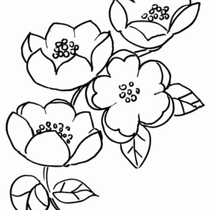 Cherry blossom coloring pages printable for free download