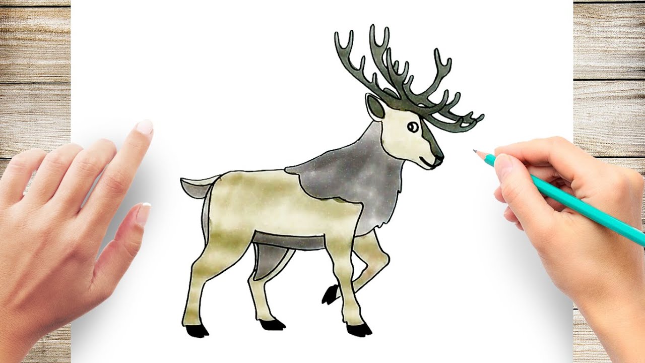 How to draw caribou