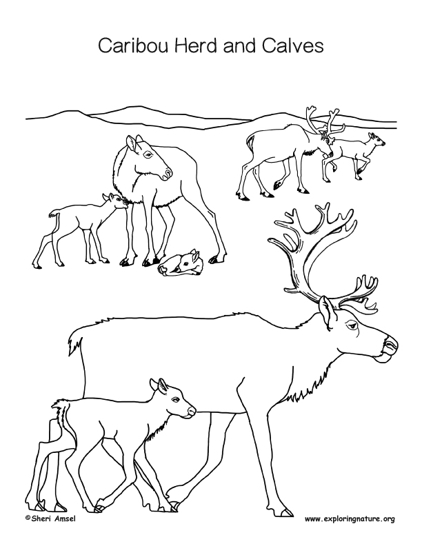 Caribou and calf coloring page