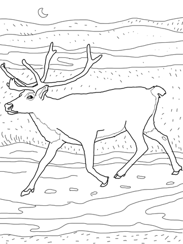 Caribou coloring page free printable coloring pages