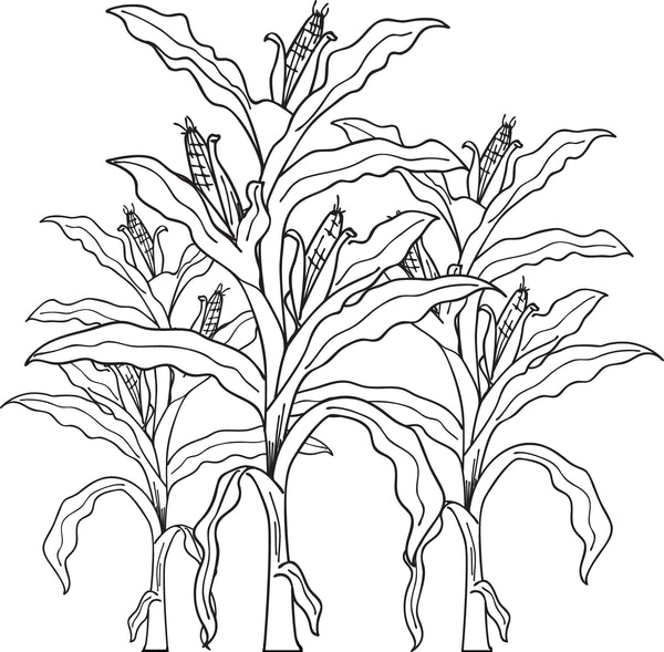 Printable corn stalks fall coloring page for kids â