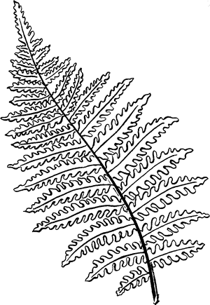 Fern line drawing plant leaves plant drawing ink pen drawings adobe illustrator graphic design