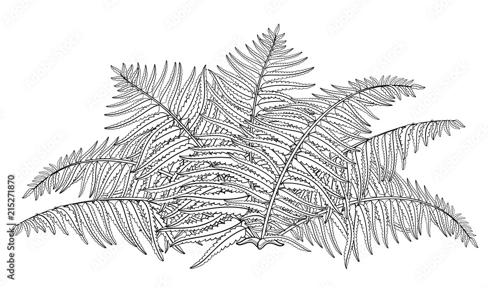 Vector drawing of outline fossil forest plant fern with fronds in black isolated on white background contour fern bush with ornate leaf for summer design or floral coloring book vector