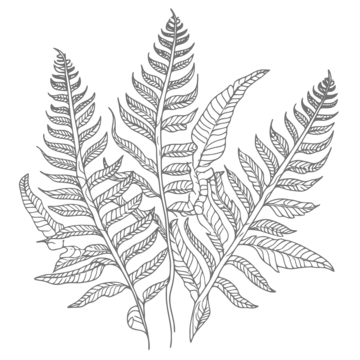 Ferns drawing png transparent images free download vector files