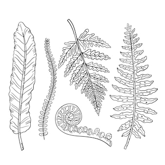 Fern coloring page images