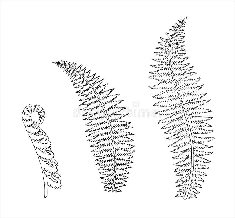 Coloring fern stock illustrations â coloring fern stock illustrations vectors clipart