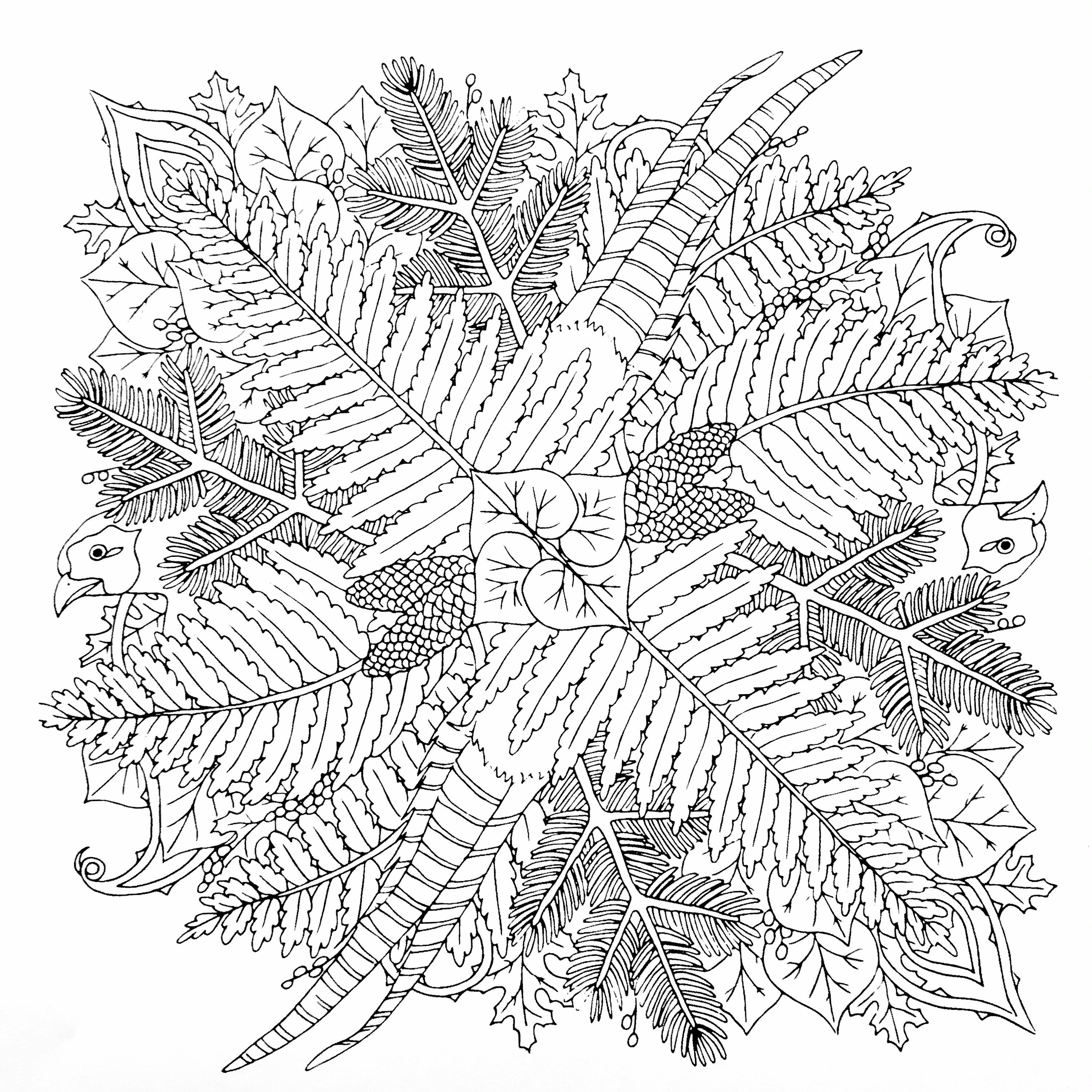 Coloring book page pheasants and ferns