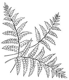 Fern templates embroidery tutorials on herringbone stitch chicken embroidery leaf redwork embroidery embroidery patterns