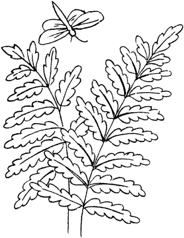 Fern leaves and a dragonfly coloring page free printable coloring pages