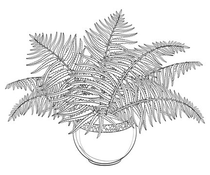 Vector drawing of outline fossil forest plant fern with fronds in flowerpot in black isolated on white background contour fern bush with ornate foliage for summer design or floral coloring book