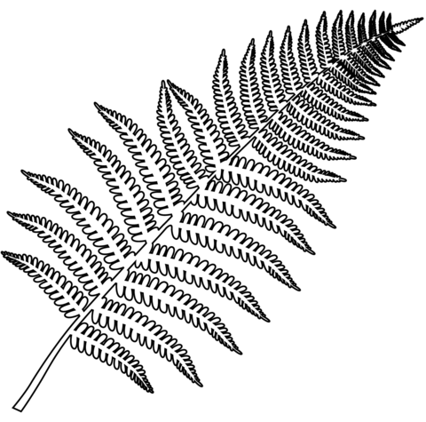 Fern coloring page free printable coloring pages