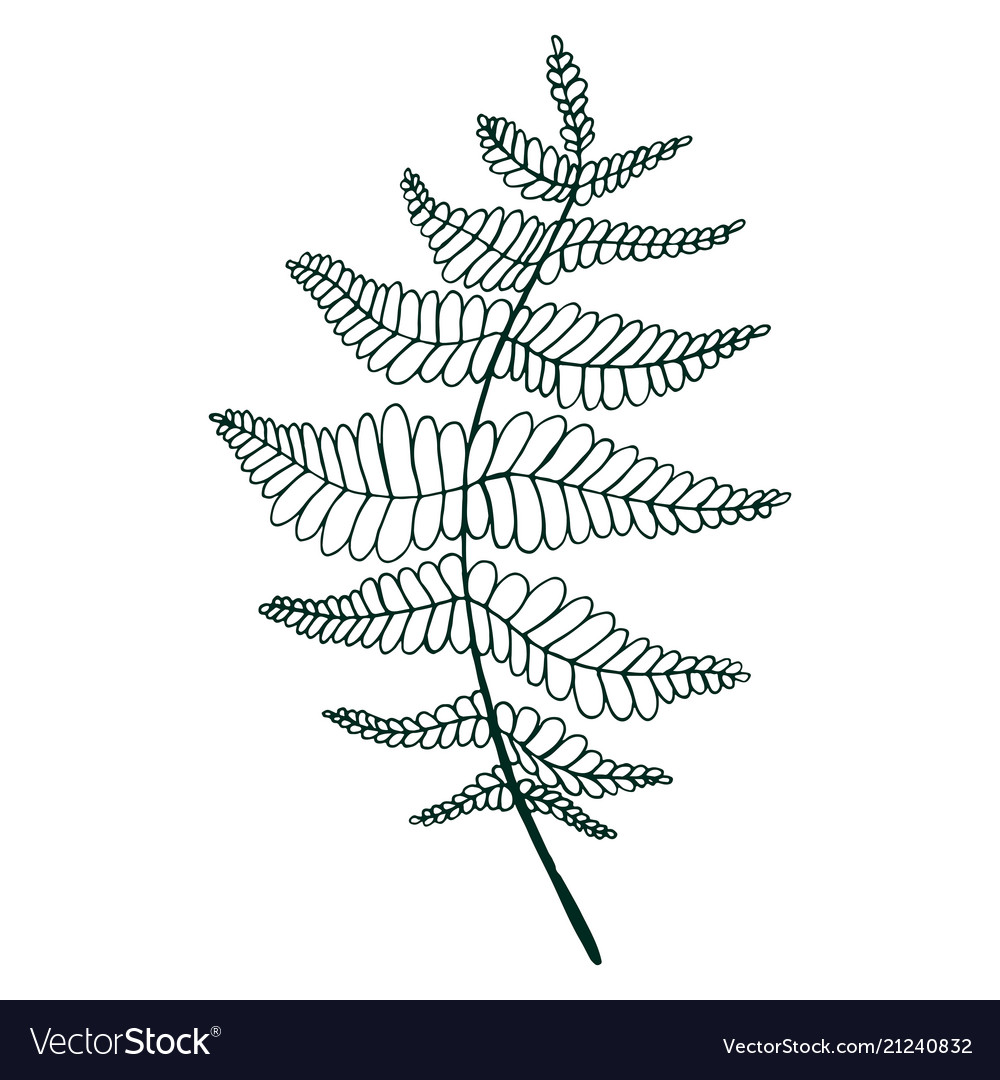 Coloring page fern leaf isolated pattern vector image