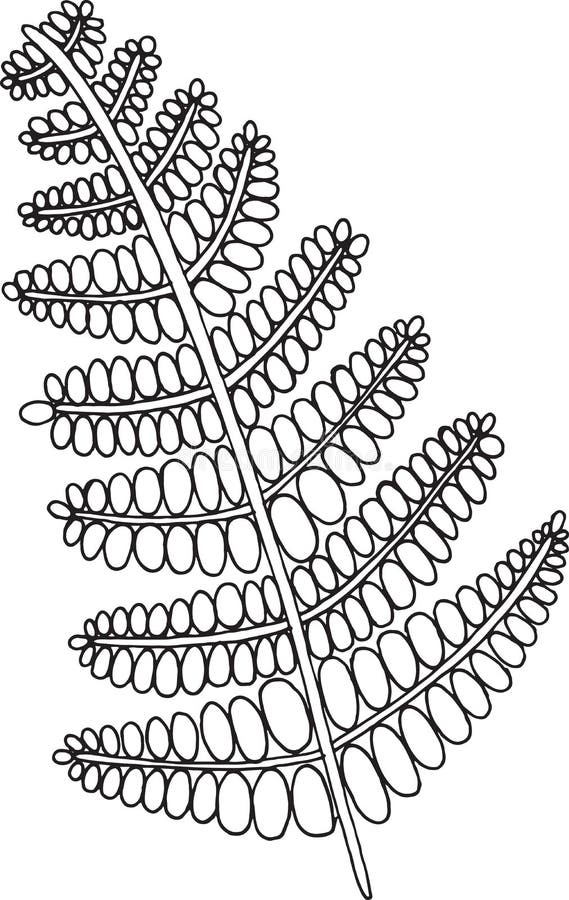 Fern plant in forest coloring page for adult vector graphic art stock vector