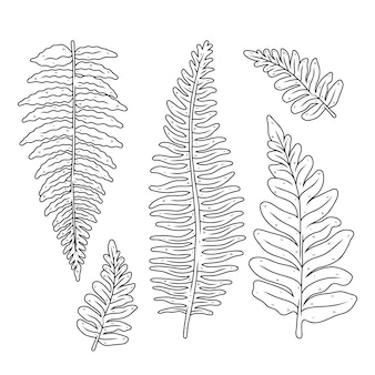 Printable fern coloring page vectors illustrations for free download