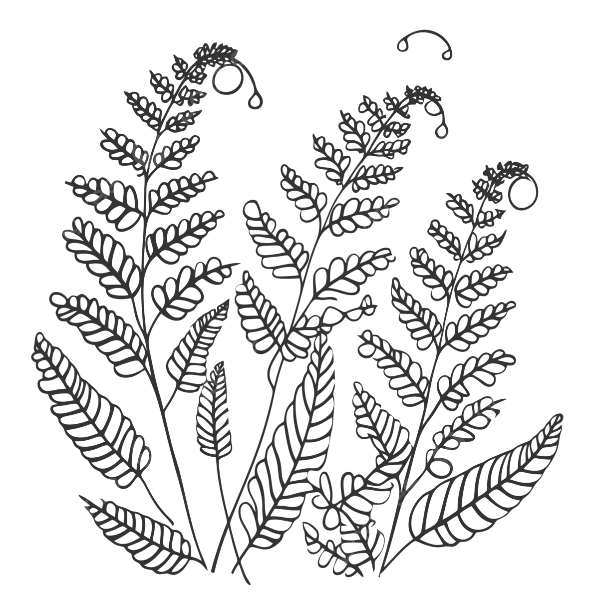 Coloring page of ferns with illustrations of leaves and branches outline sketch drawing vector leaves drawing wing drawing rat drawing png and vector with transparent background for free download