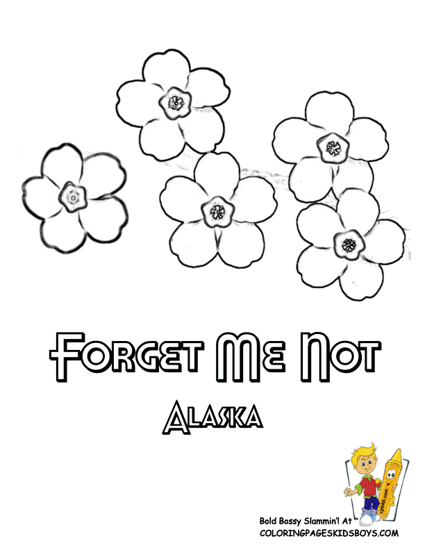 Alaska state flower coloring page forget