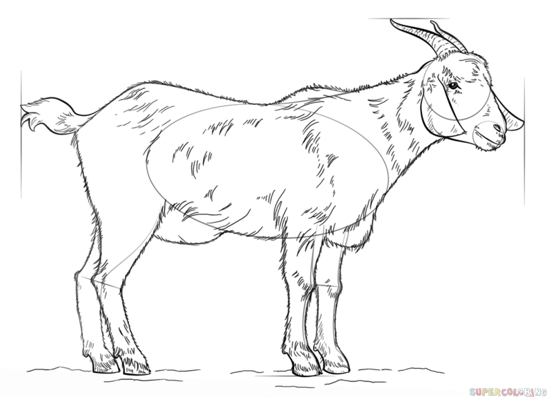 How to draw a goat step by step drawing tutorials