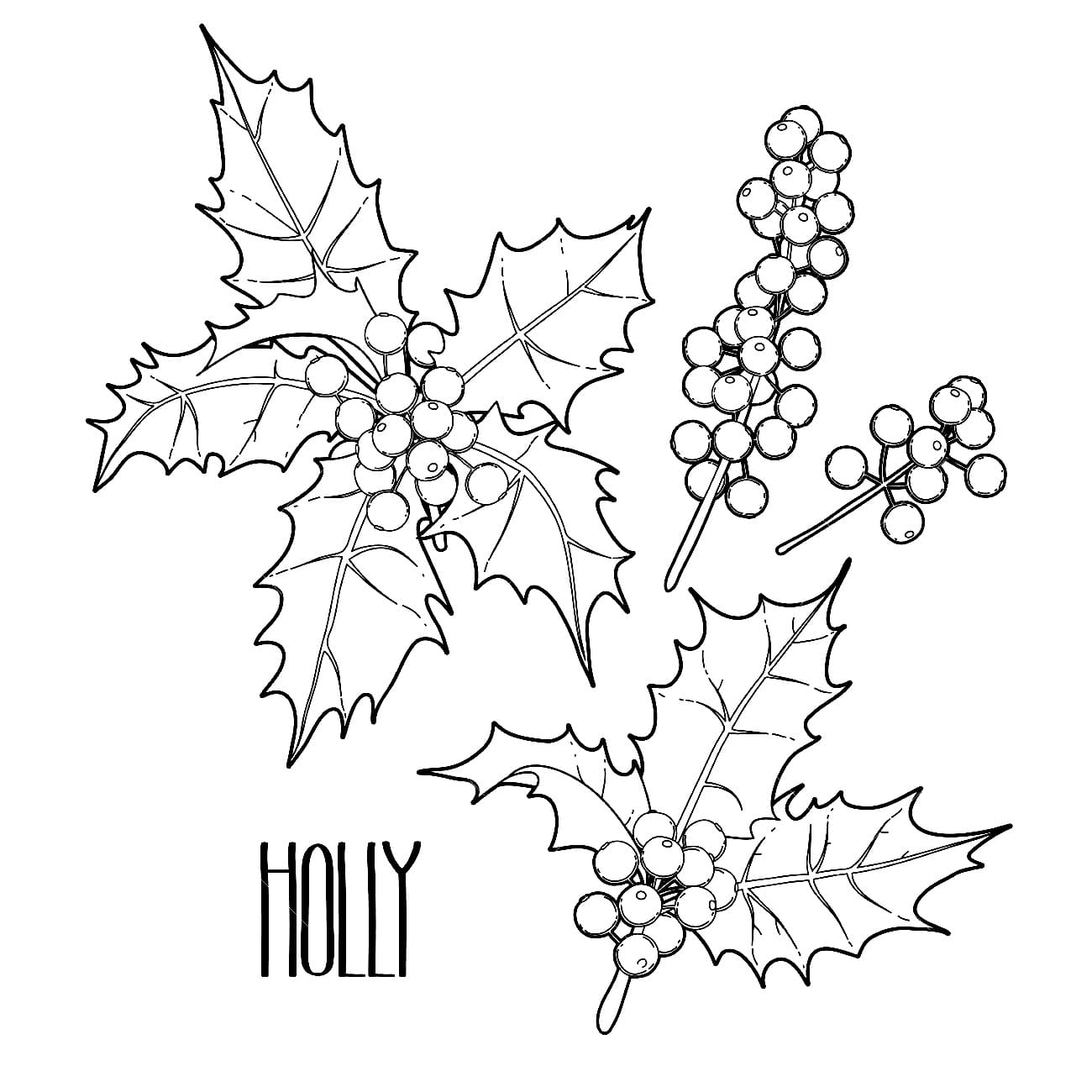 Christmas holly free coloring page