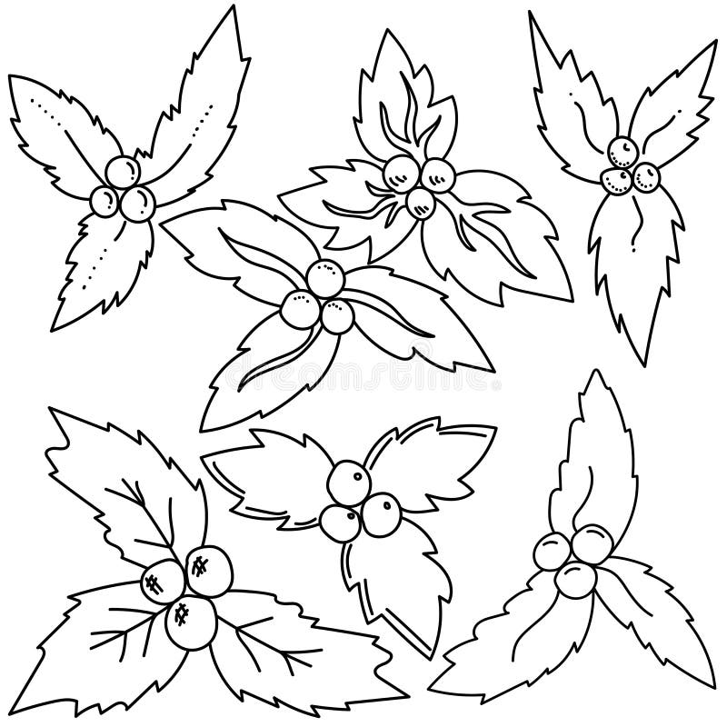 Set of christmas holly sprigs ilex plant outline coloring page rosettes of leaves and berries vector illustration stock vector