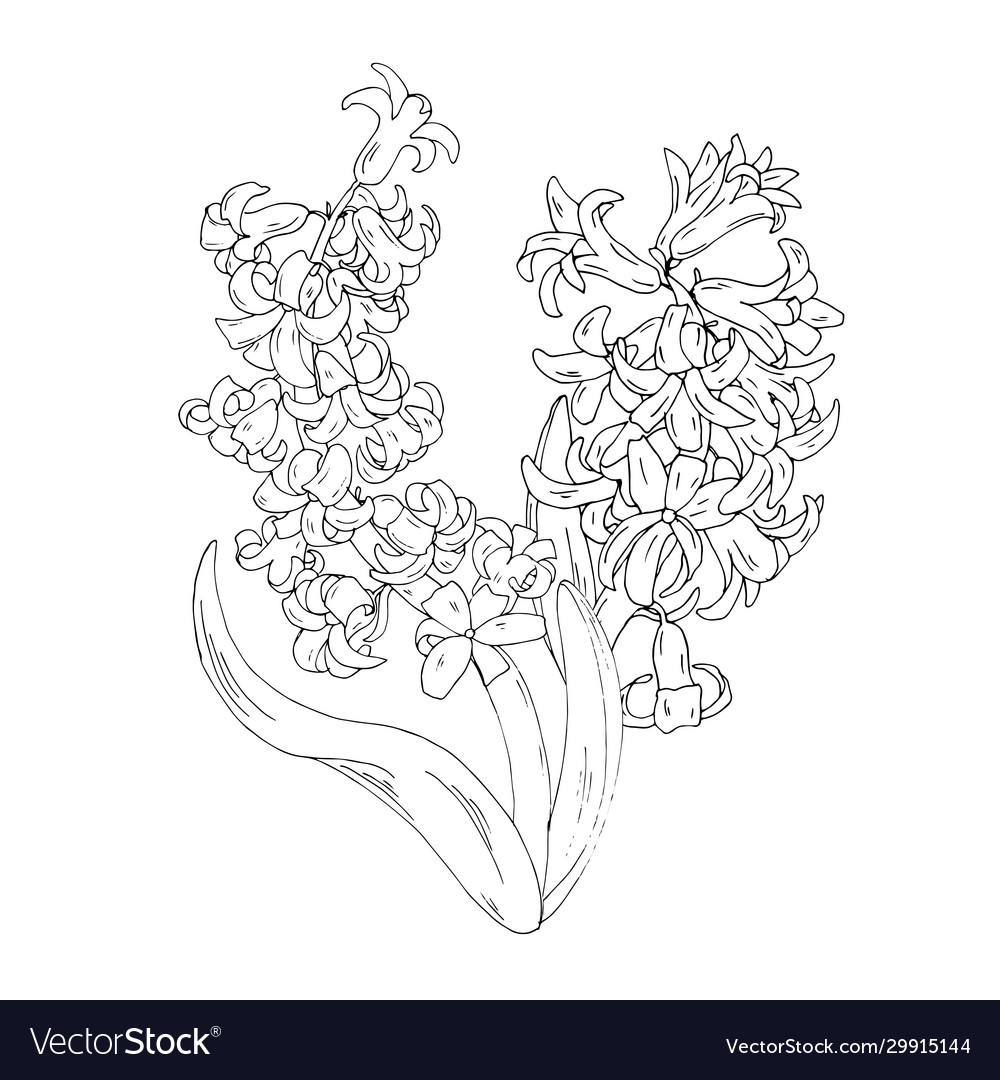 Hyacinths blooming spring flowers coloring page vector image